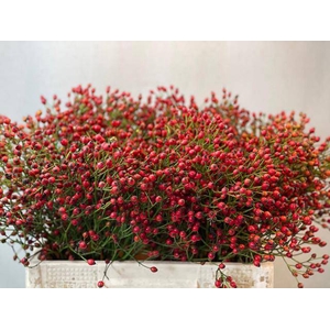 Rosa Mag Red Cascade