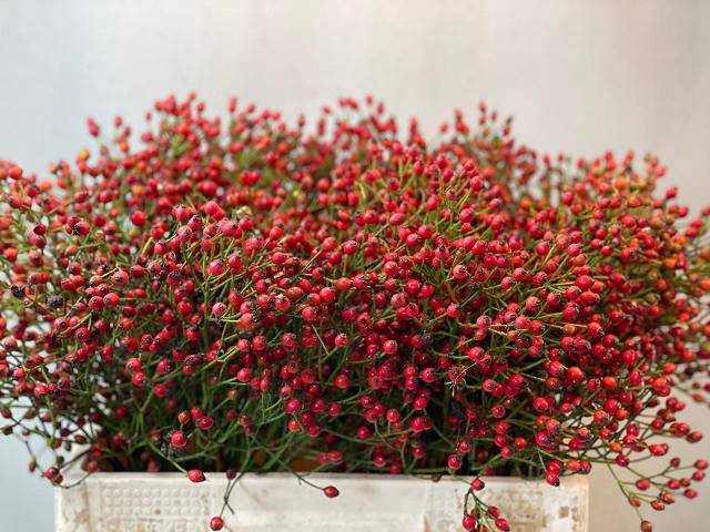 <h4>Rosa Mag Red Cascade</h4>