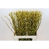 Salix Caprea Snow Flake P. Yellow