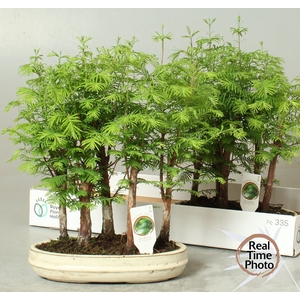 BONSAI OV