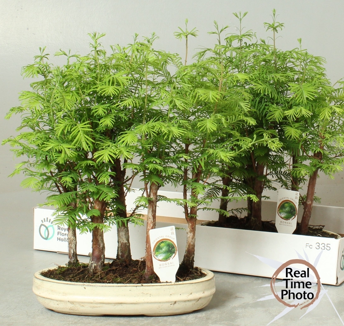 <h4>BONSAI OV</h4>