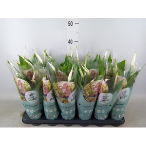 Spathiphyllum  'Pearl Cupido'