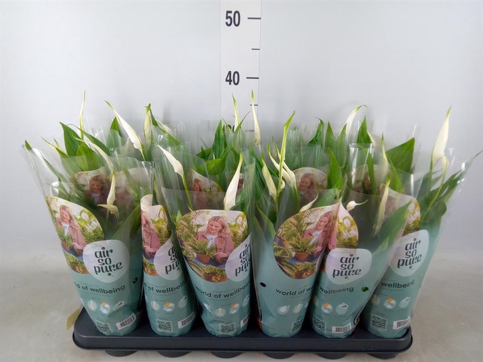 <h4>Spathiphyllum  'Pearl Cupido'</h4>