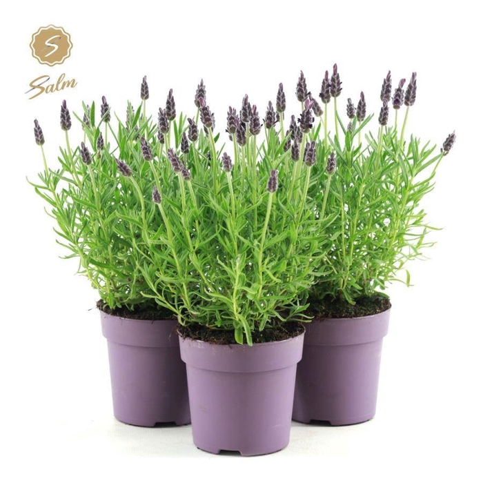 <h4>Lavandula st. 'Anouk'® Collection P10,5</h4>