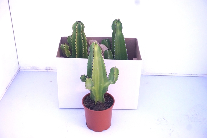 <h4>EUPHOR INGENS</h4>