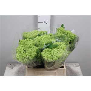 Viburnum opulus 'Roseum'