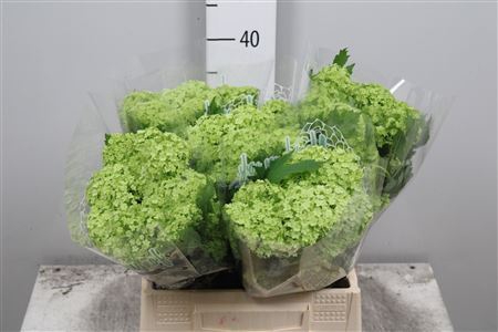 <h4>Viburnum opulus 'Roseum'</h4>