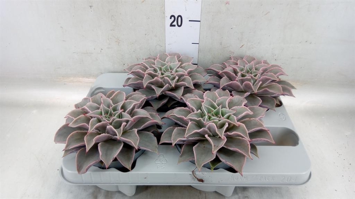 <h4>Echeveria   ...</h4>
