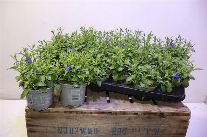 <h4>Lobe Cura Comp Blue</h4>