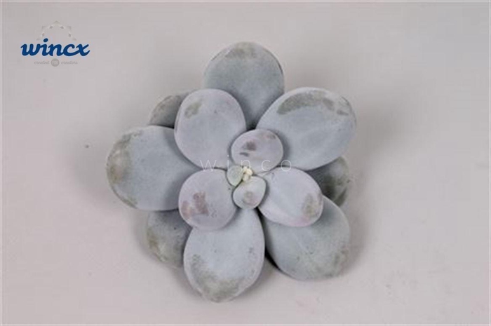 <h4>Pachyphitum Oviferum Cutflower</h4>
