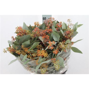 Euca Populus Bes Klb Bloei Oranje