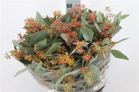 <h4>Euca Populus Bes Klb Bloei Oranje</h4>