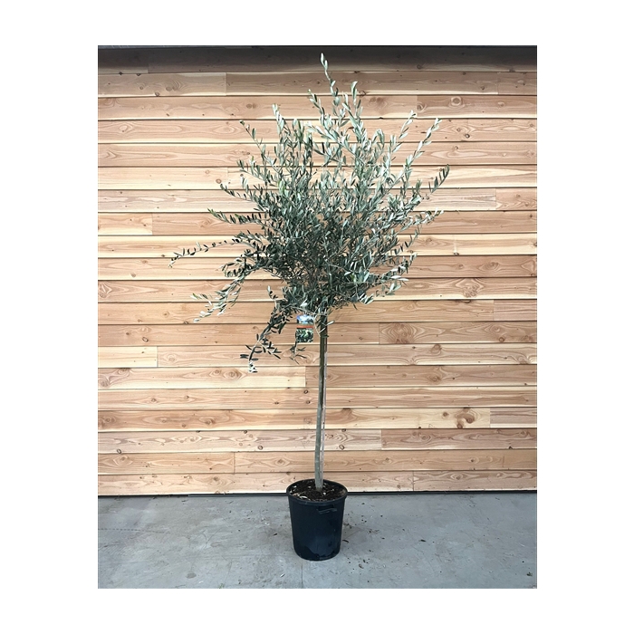 <h4>Olea europaea</h4>