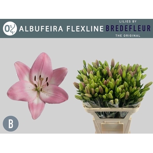 LI LA ALBUFEIRA FLEXLINE