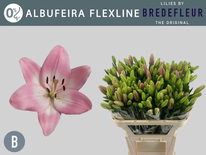 <h4>LI LA ALBUFEIRA FLEXLINE</h4>