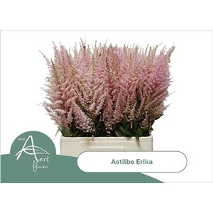Astil Ar Erika