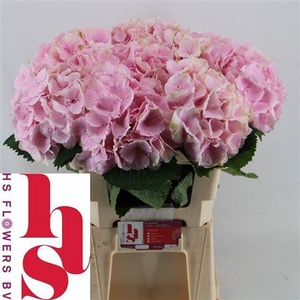 Hydr M Ch Verena