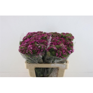 Di Barb Am Rose Magic