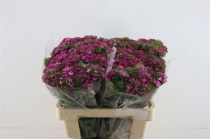 <h4>Di Barb Am Rose Magic</h4>