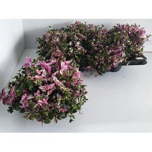 Tradescantia fluminensis Quadricolor 13Ø 16cm