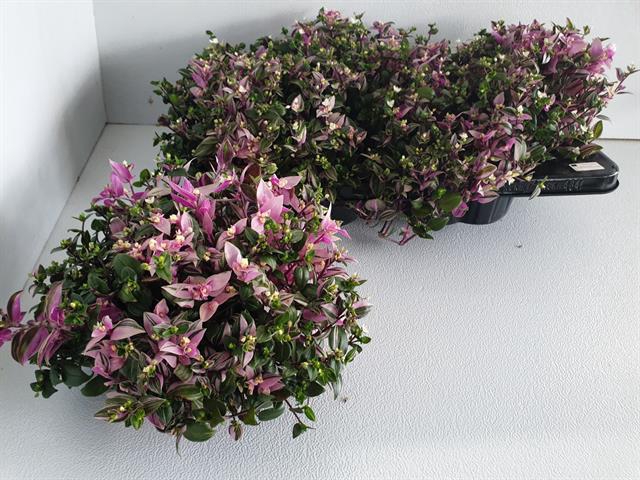 Tradescantia fluminensis Quadricolor 13Ø 16cm