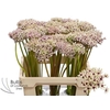 Allium Silverspring