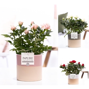 Rosa gemengd in P&PURE Tess 2 ceramics ass. 3