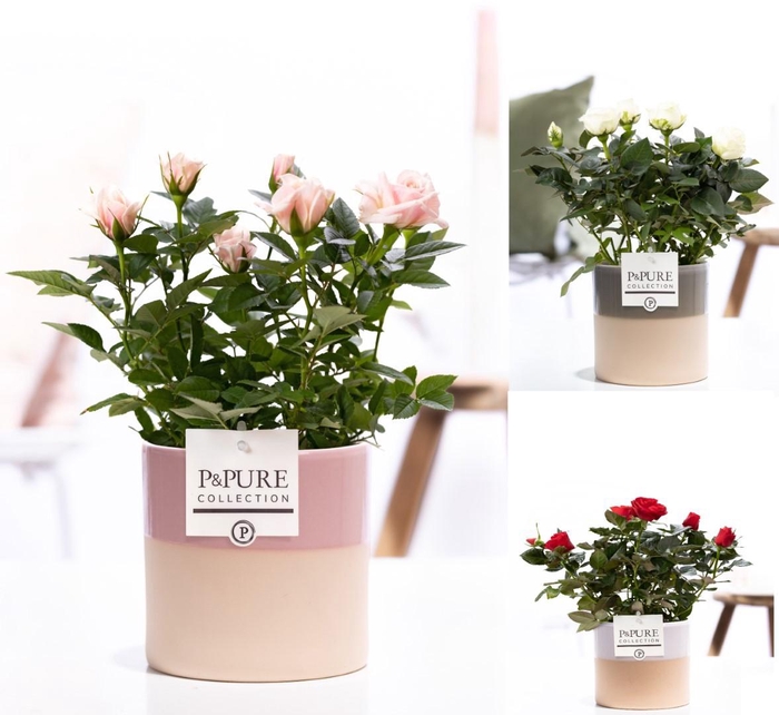 <h4>Rosa gemengd in P&PURE Tess ceramics ass. 3</h4>