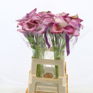 Calla Denver