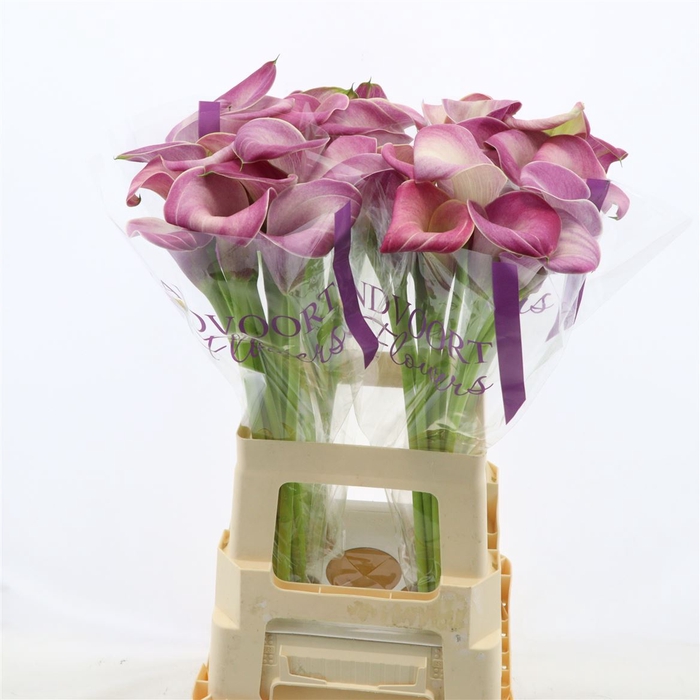 <h4>Calla Denver</h4>