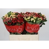 Hypericum Rainbow Romance