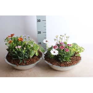 ARR TUINPLANTEN