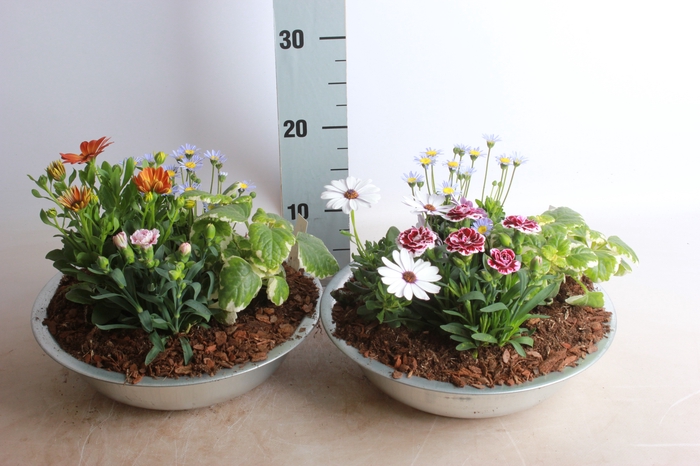 <h4>ARR TUINPLANTEN</h4>