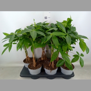 Pachira aquatica