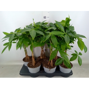 Pachira aquatica