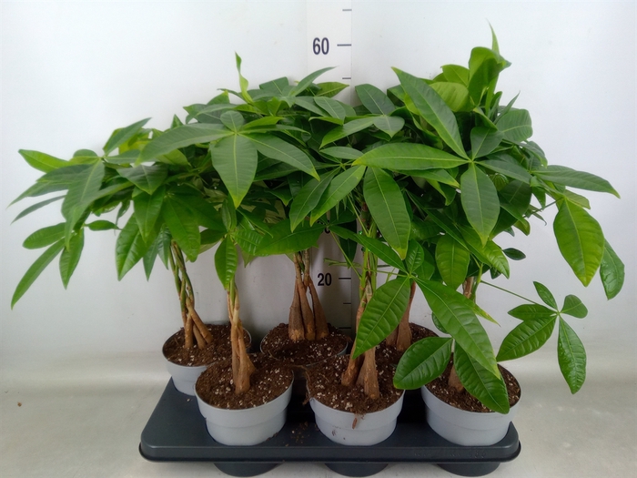 <h4>Pachira aquatica</h4>