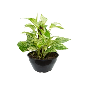 JIBOIA BRANCO C21
