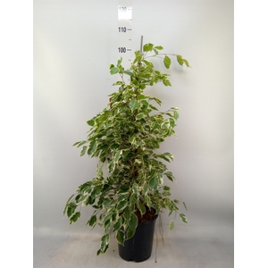 Ficus benja. 'Twilight'
