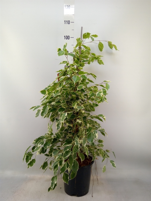 <h4>Ficus benja. 'Twilight'</h4>