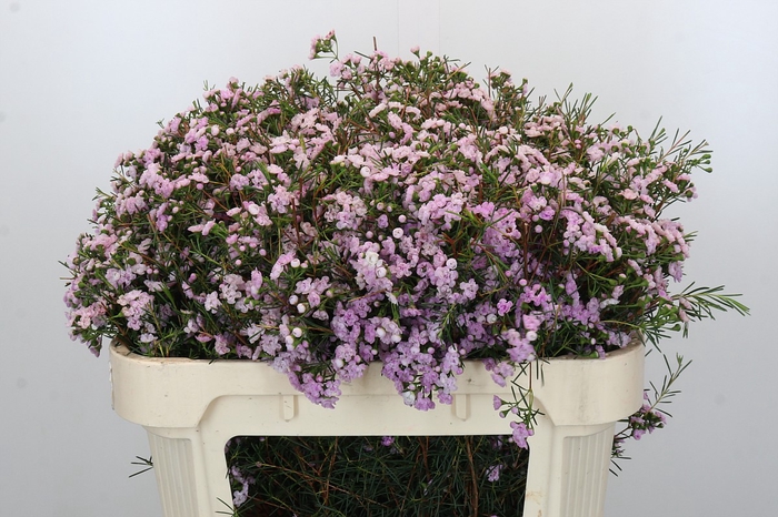 <h4>Chamelaucium Dancing Queen</h4>