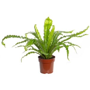 ASPLENIUM OSAKA CRESPO P17