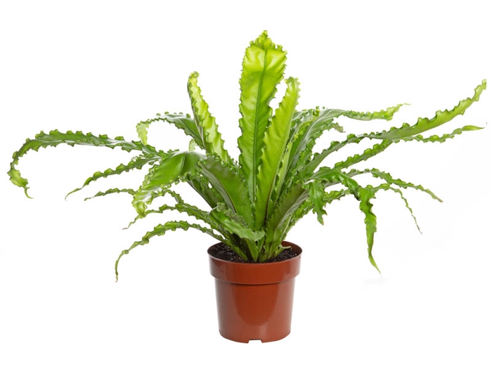 <h4>ASPLENIUM OSAKA CRESPO P17</h4>