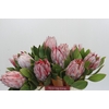 Protea Cynaroides