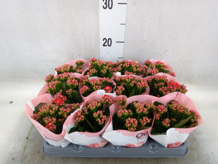 <h4>Kalanchoe  'RoseFlow Noelle'</h4>