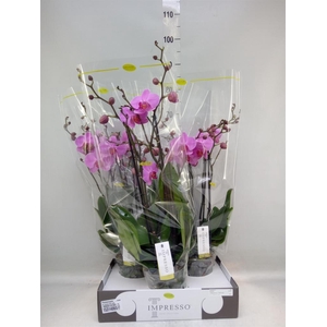 Phalaenopsis   ...rose