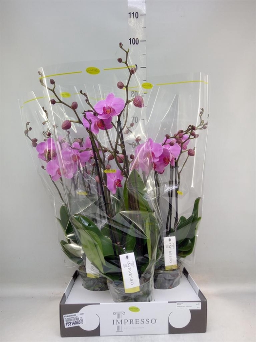 <h4>Phalaenopsis   ...rose</h4>