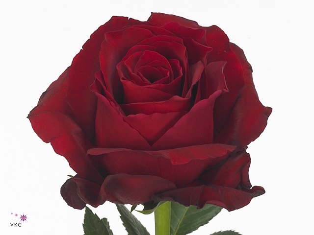 <h4>ROSA GR EXPLORER</h4>