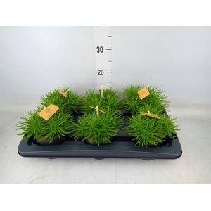 Senecio archeri 'Himalaya'