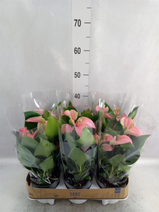 <h4>Anthurium andr. 'Joli'</h4>