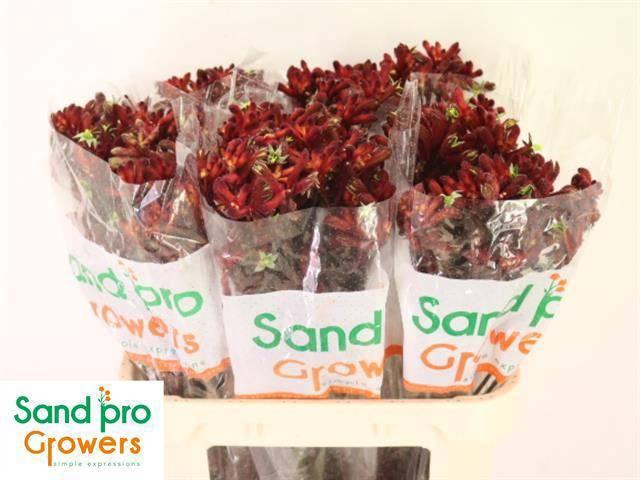 <h4>ANIGOZ EARLY SPRING</h4>